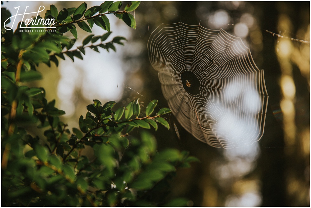 Redwood Forest Wedding Elopement Photographer_0032