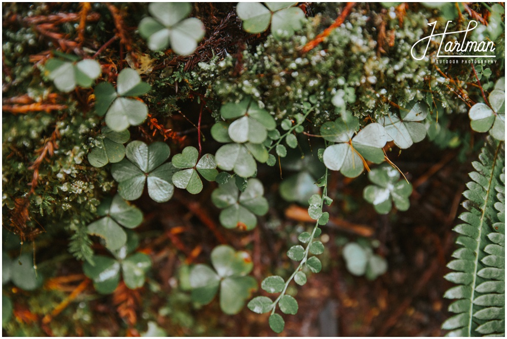 Jedediah Smith Redwood Engagement Elopement 0039