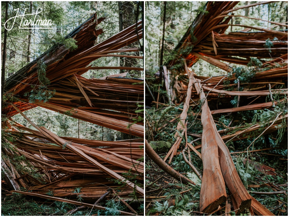 Redwood Forest Wedding Elopement Photographer_0063