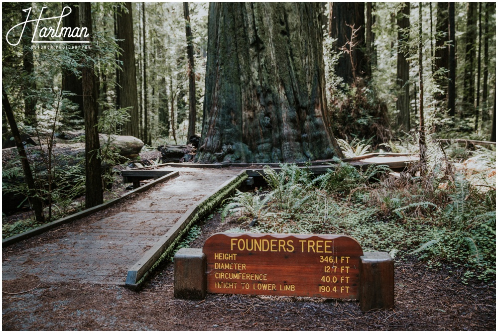 Redwood Forest Wedding Elopement Photographer_0068