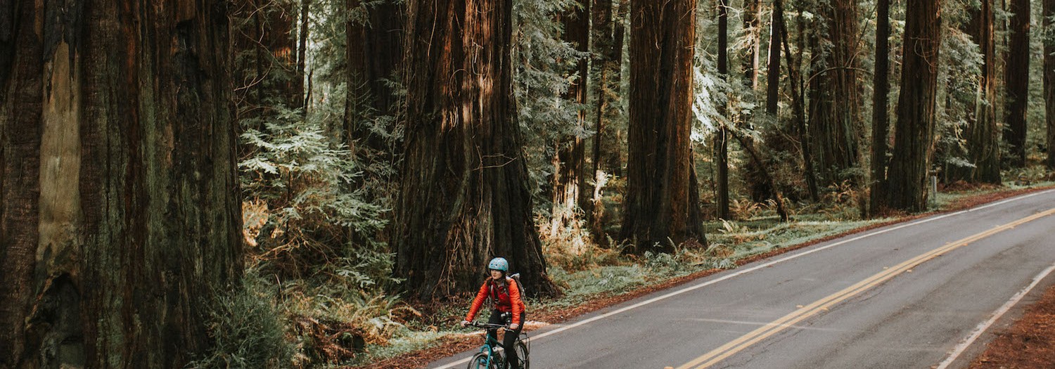 Bicycling the Avenue of Giants | California