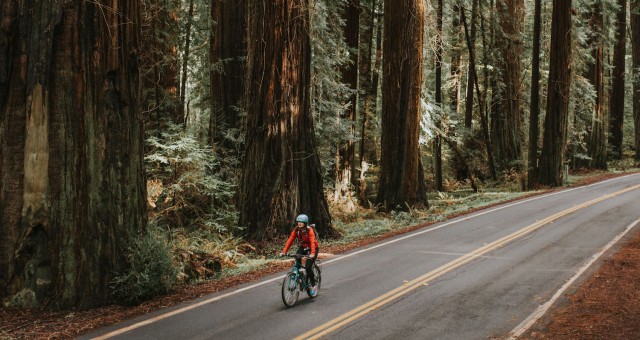 Bicycling the Avenue of Giants | California