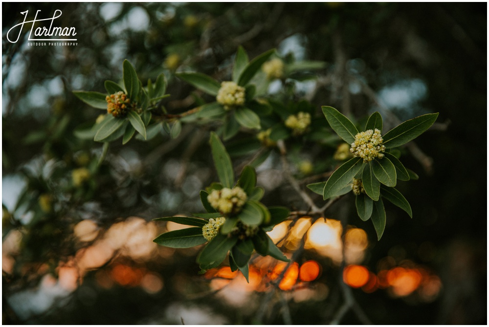 Mt Tamalpais Flowers _0012