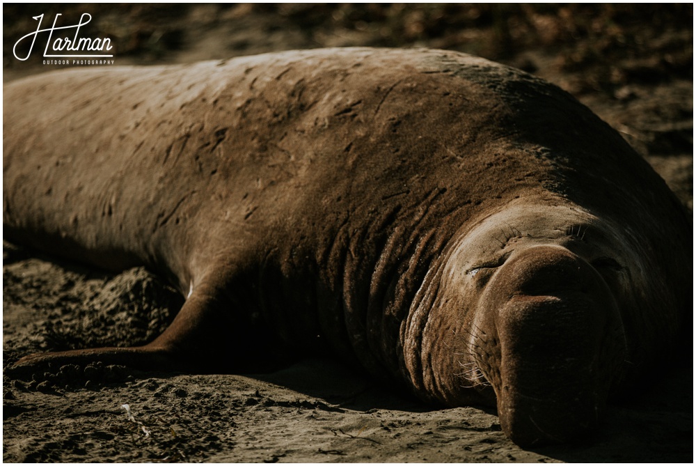 Point Reyes Elephant Seal 024