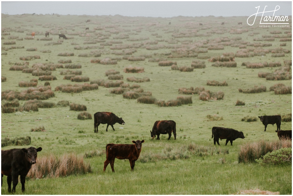 Point Reyes Estero Trail Cows_0027