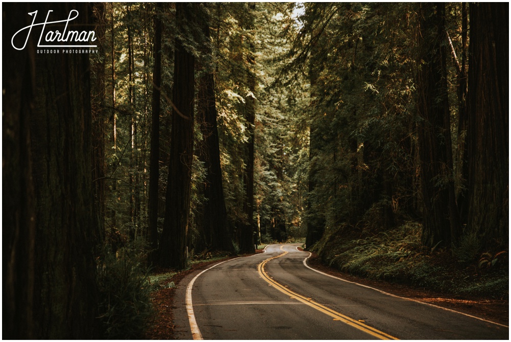 Redwood Forest Wedding Elopement Photographer_0009