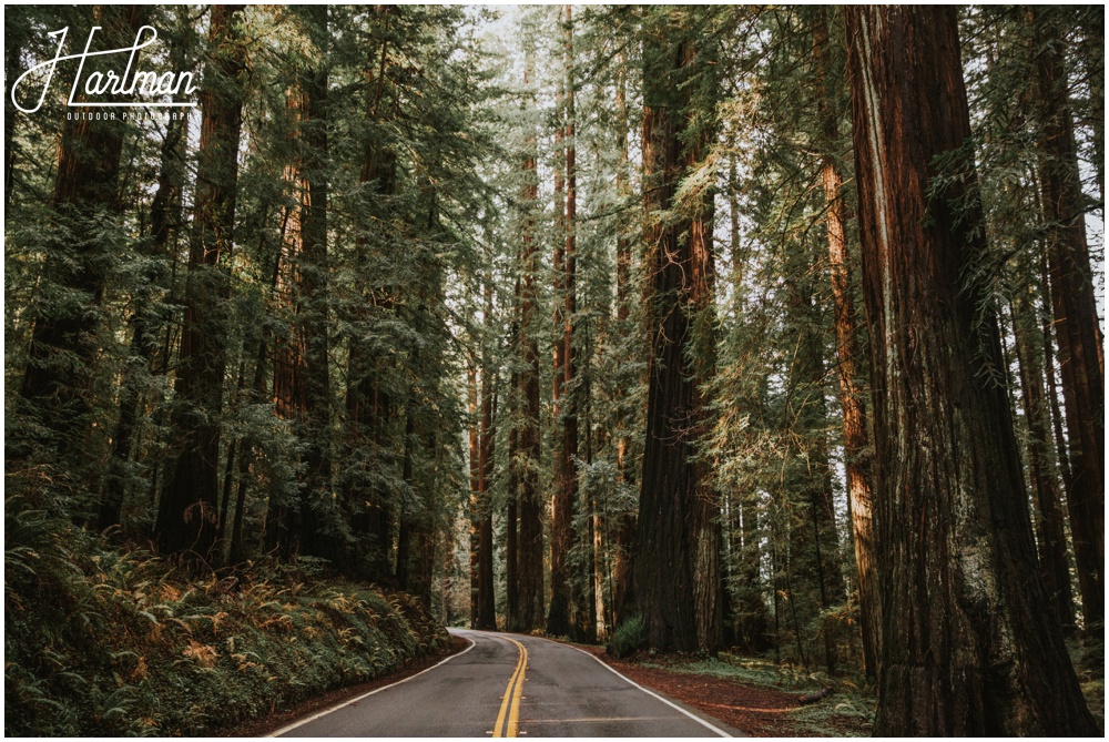 Redwood Forest Wedding Elopement Photographer_0027