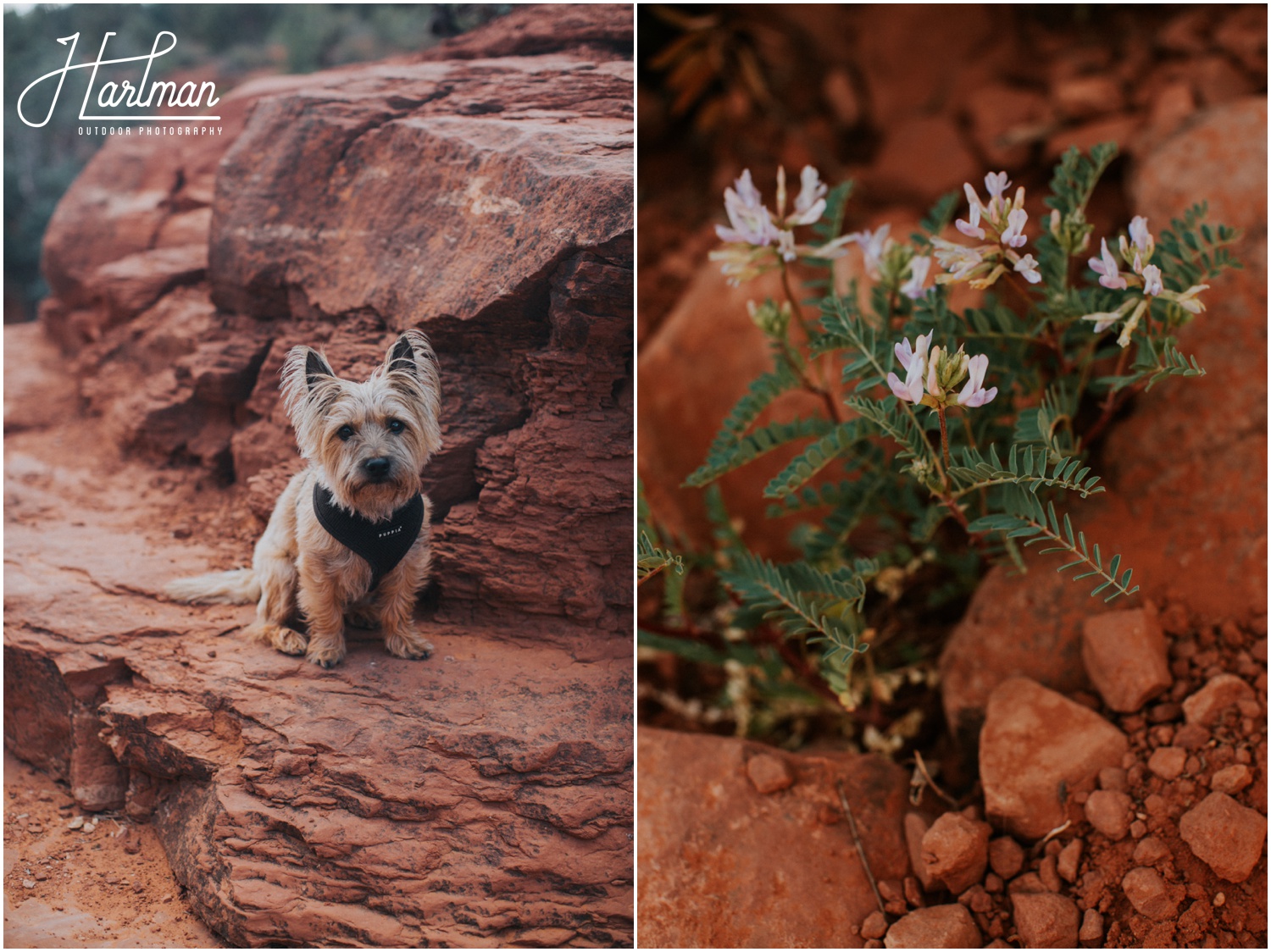 Sedona Desert Hiking with Dogs _0028