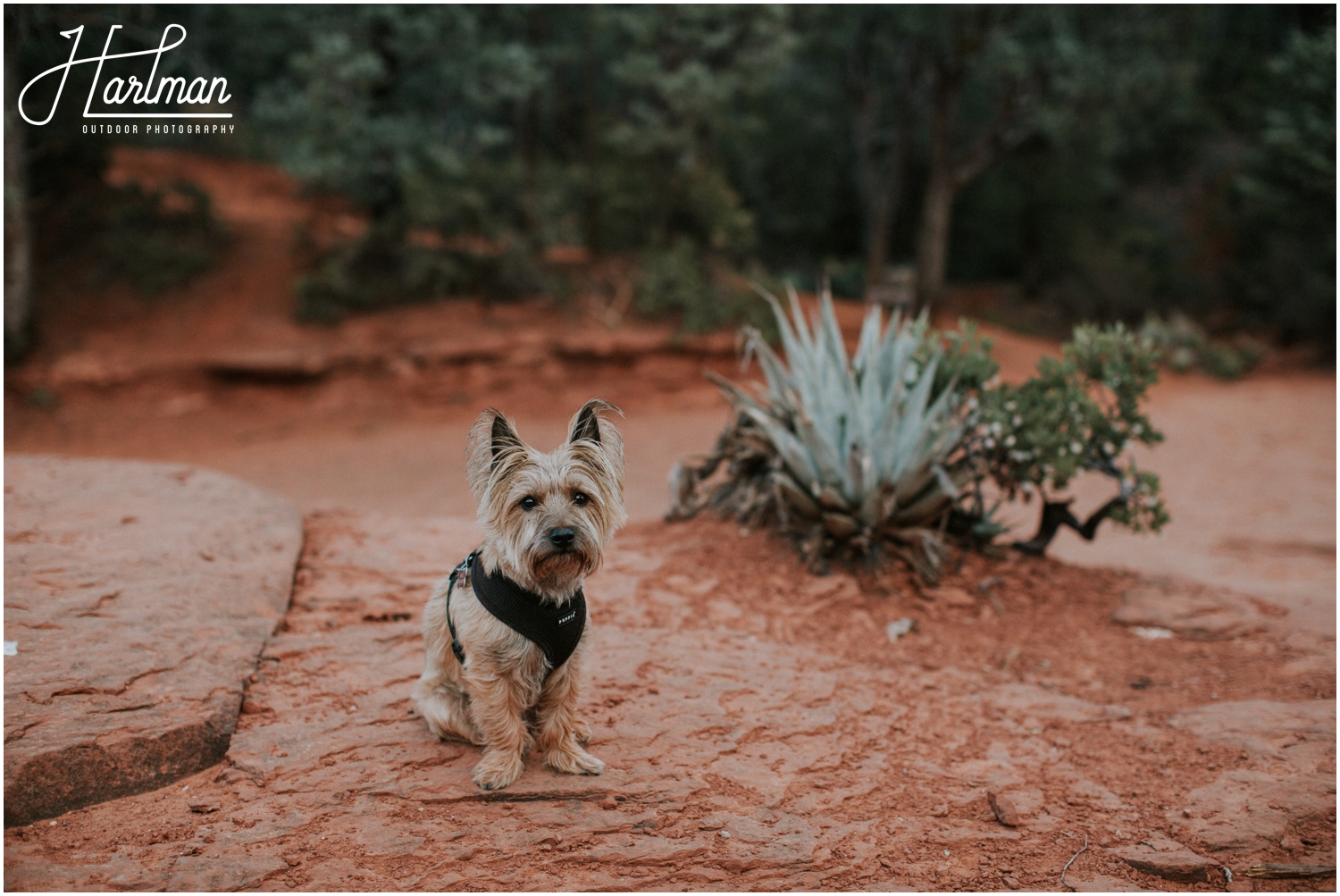 Sedona Desert hiking with dog _0031