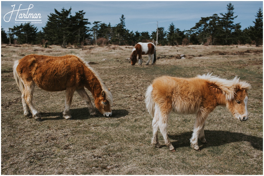 Grayson Highlands Elopement Photographer _0012