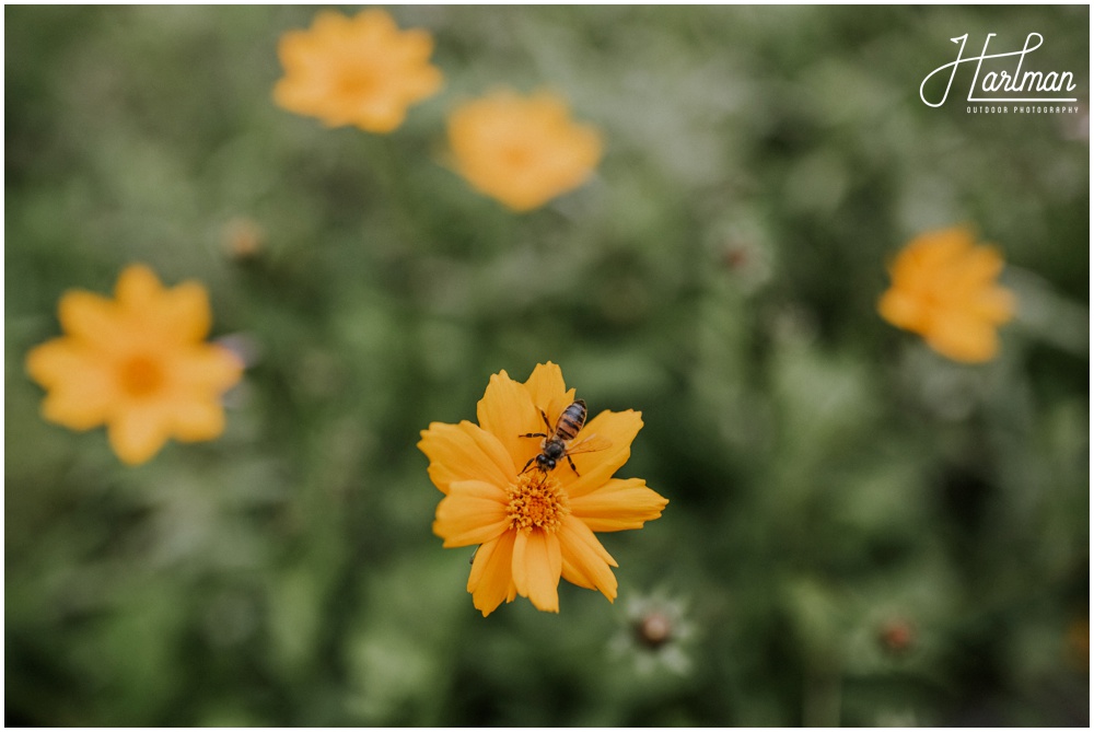 Great Smoky Mountains National Park Outdoor Wedding _0021