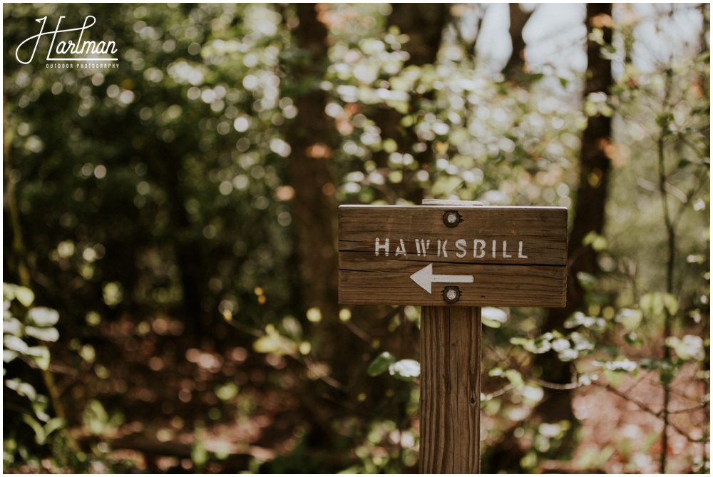 Hawksbill Mountain Engagement Session _0045