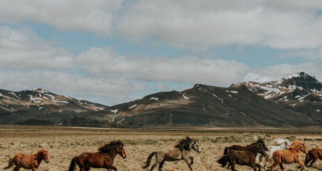 Iceland | Reykjavik - Hotel Budir - Olafsvik