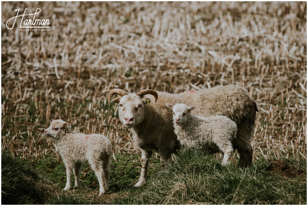 Iceland Lambs _0037