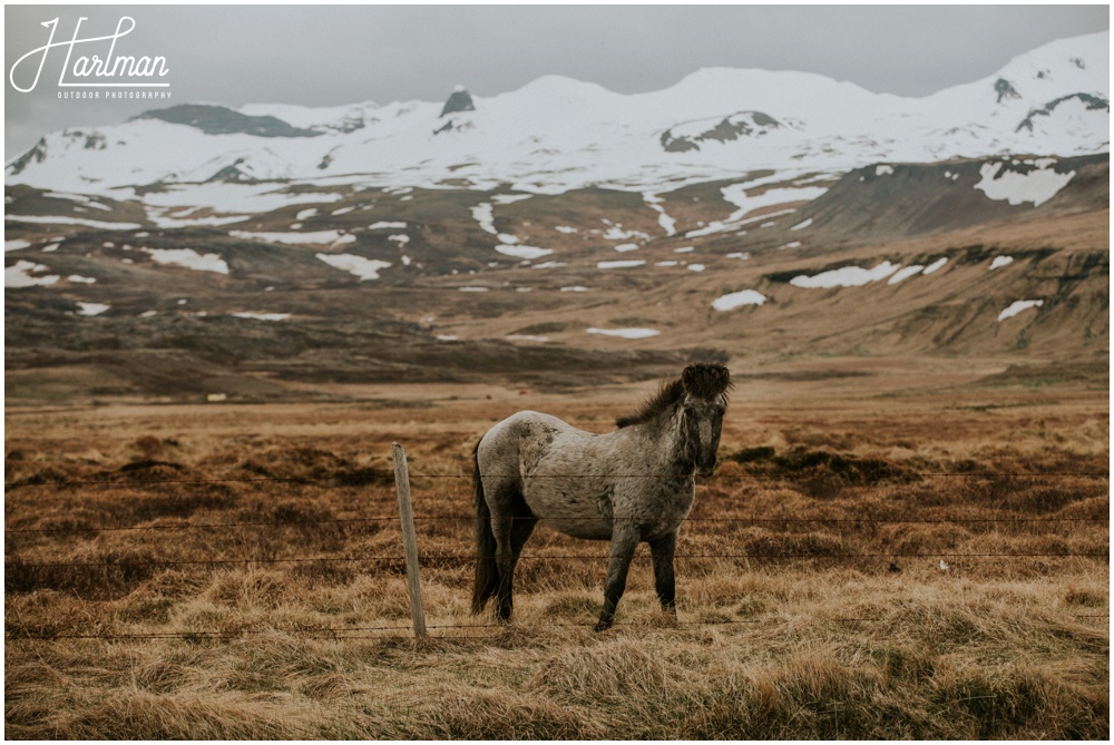 Icelandic horse _0007