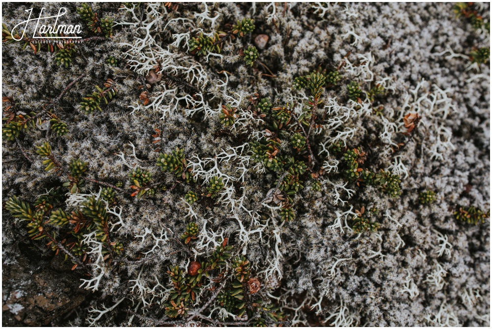 Moss covered lava in Iceland _0034