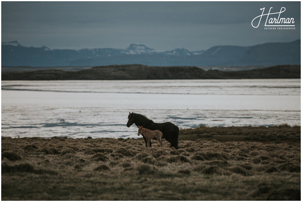 West Iceland Wedding _0071