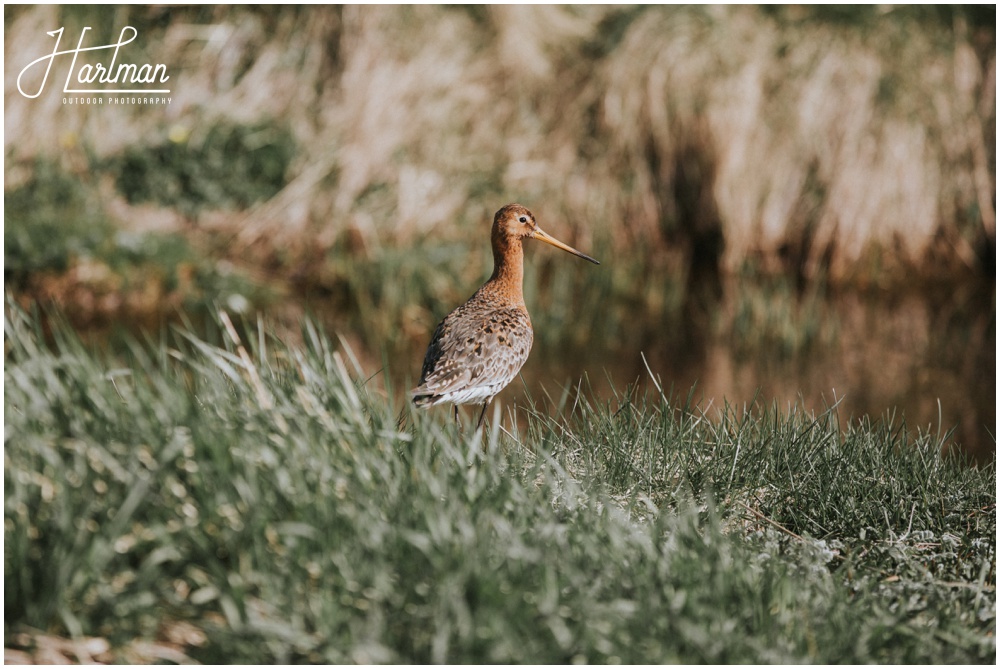 Iceland Nature Wedding _0003