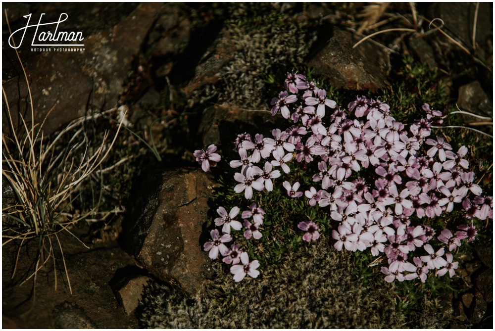 Iceland Wildflowers _0004