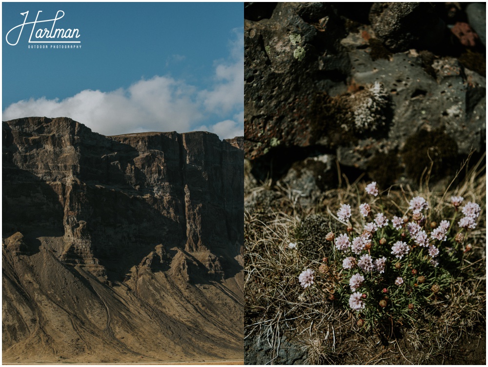 Iceland Wildflowers _0040