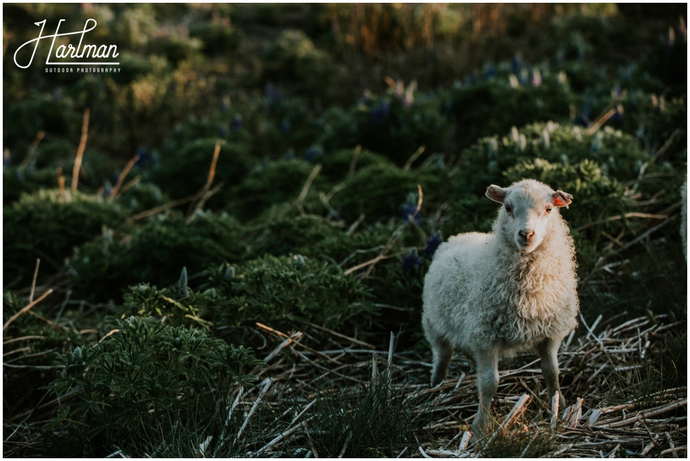 Iceland lambs _0043