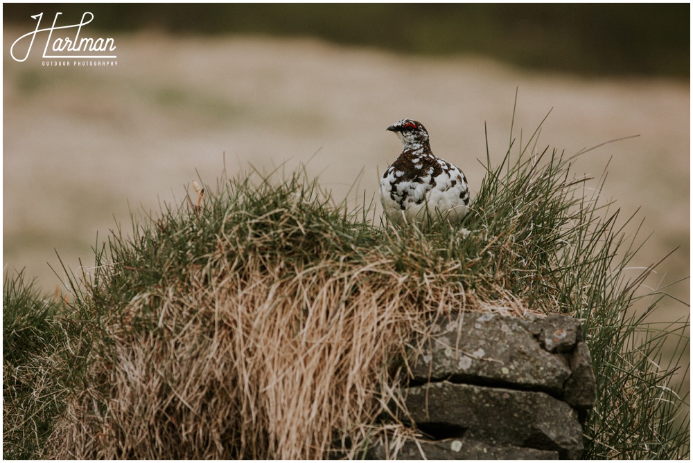 Iceland Wildlife _0032