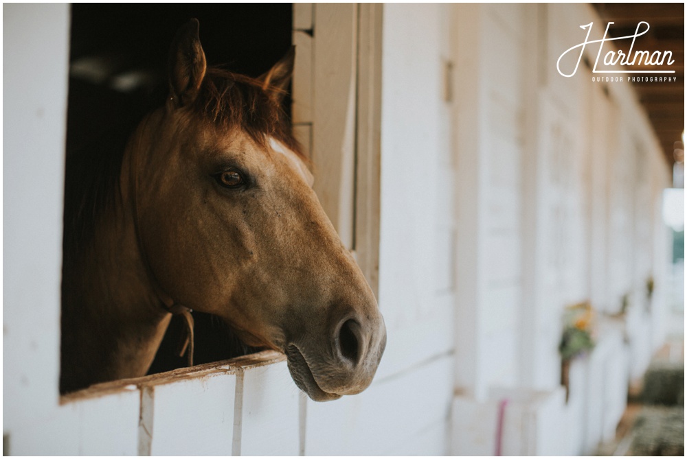 North Carolina Farm Wedding _0044