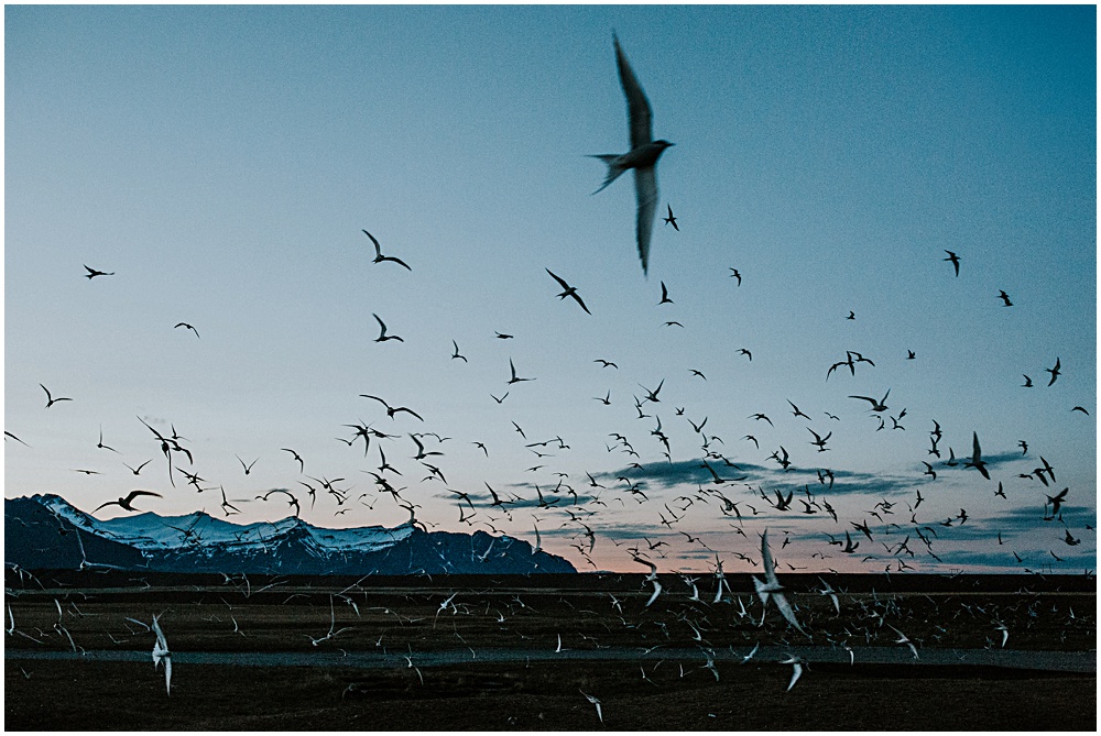 Jokulsarlon Birds Migrating Nesting