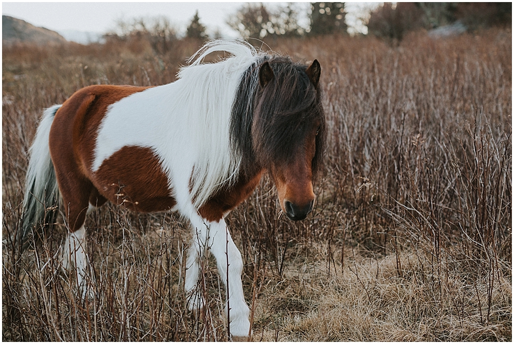 Grayson Highlands pony