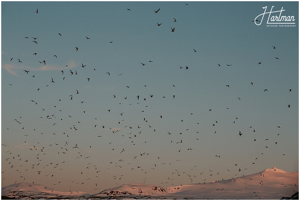 Birds of Iceland 