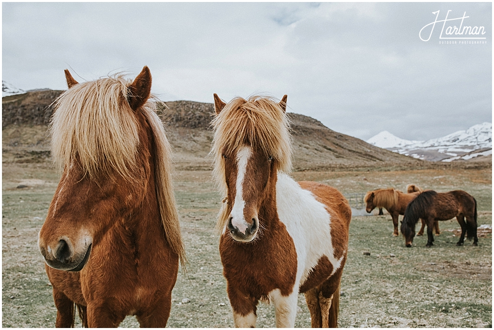 Icelandic Horses 