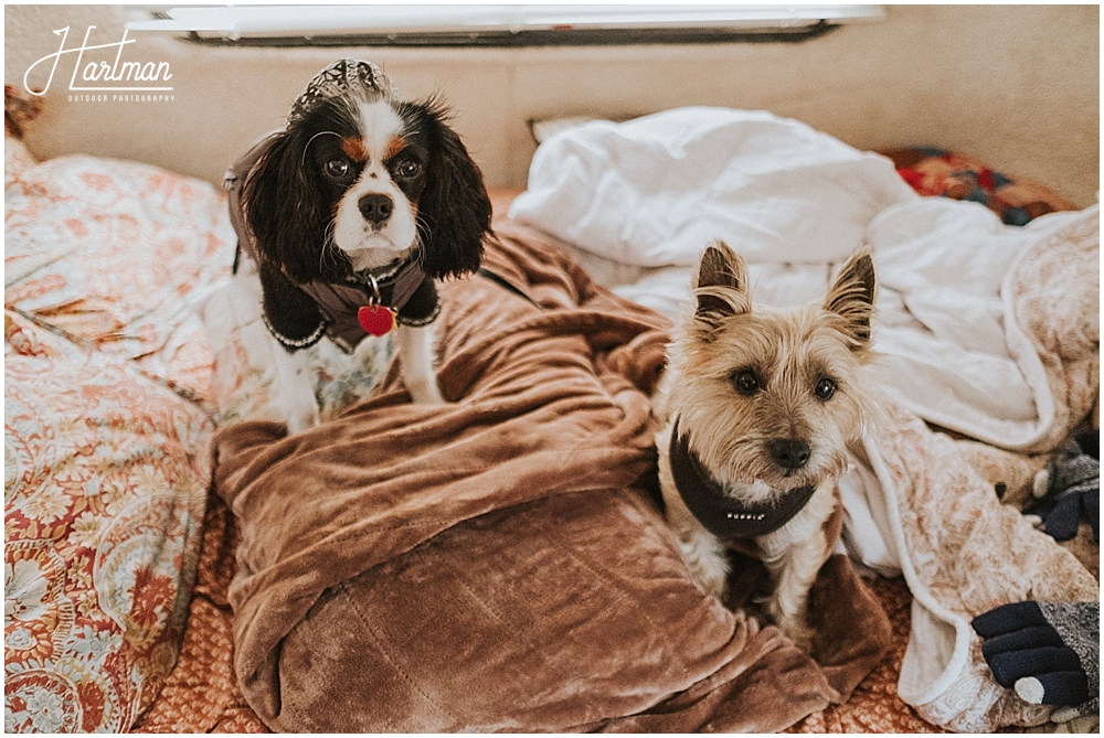 Dog engagement session