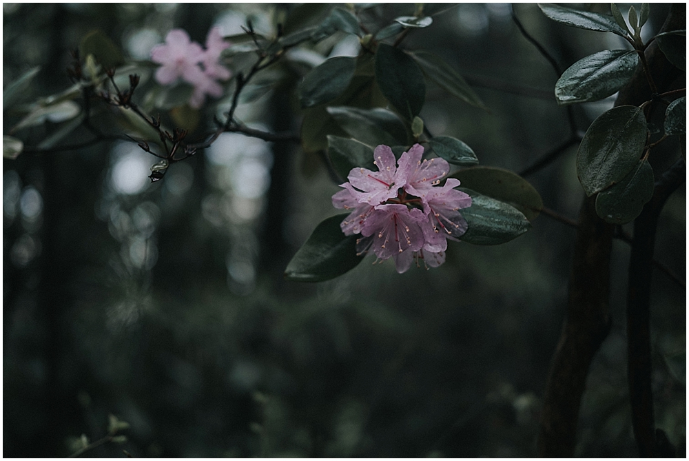 Asheville elopement photographer