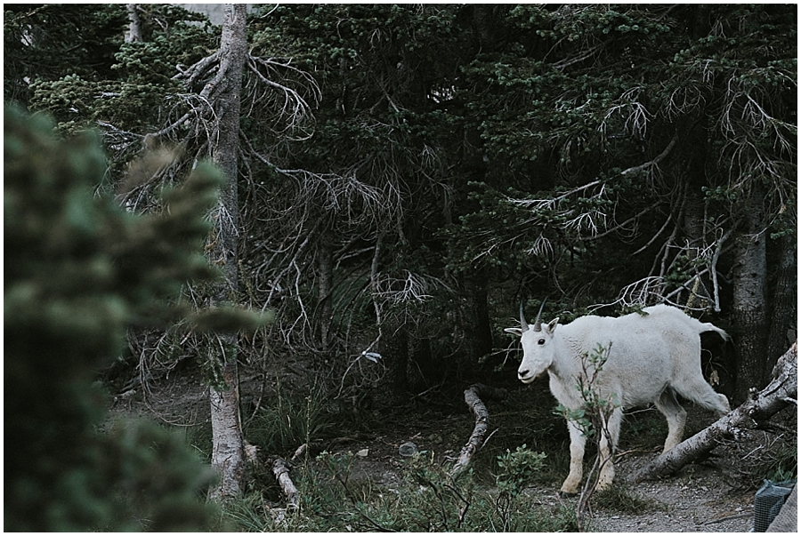 Glacier National Park photographer