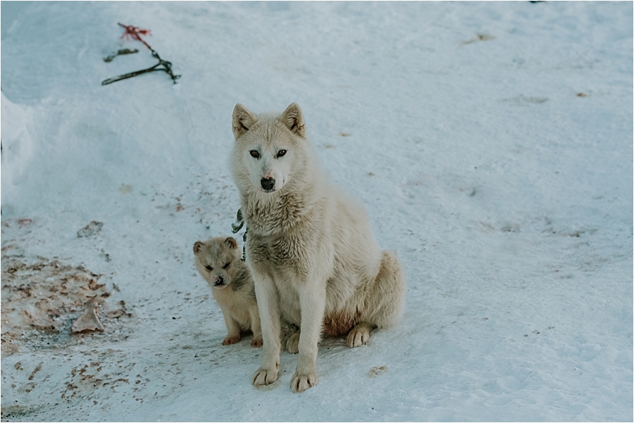 Greenlandic sled dog