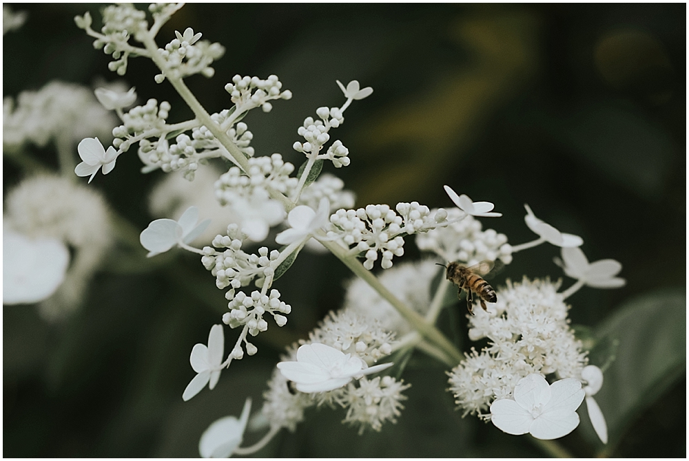 artistic asheville north carolina wedding photographer 