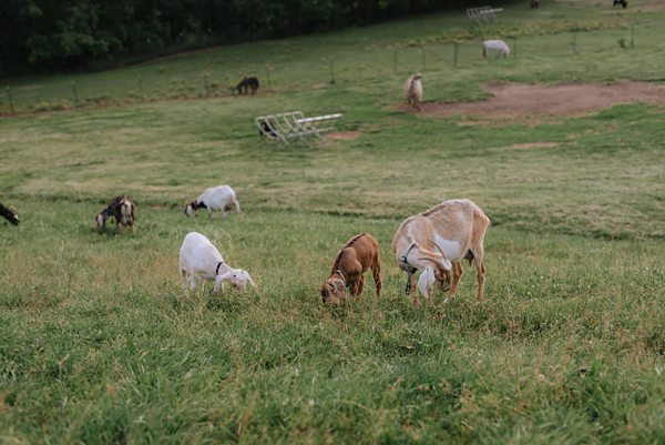 Asheville wedding photographer Claxton Farm wedding venue Asheville NC x